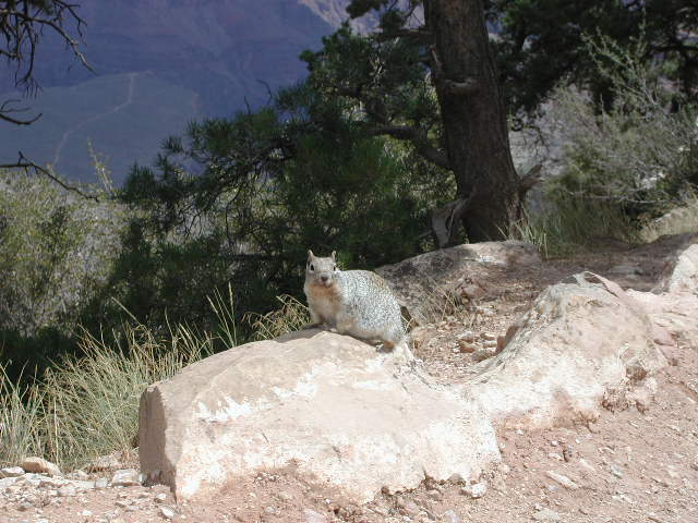 Scoiattoli londinesi. Sciurus carolinensis